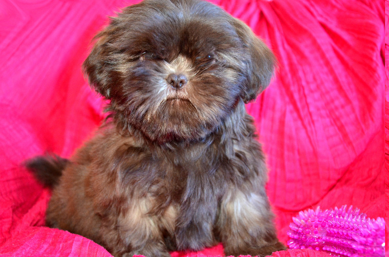 Canadian Kennel Club Registered Shih Tzu's, Shih Tzu Puppies, CKC Reg'd